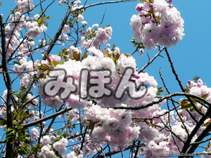八重桜見本