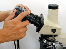 顕微鏡撮影