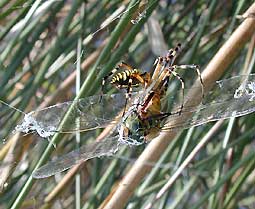 �i�K�R�K�l�O��