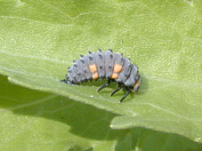 Ladybug