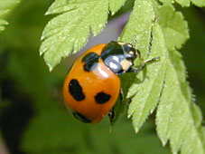 Ladybug