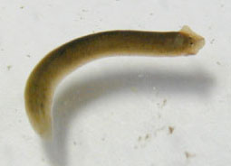 planaria02.jpg