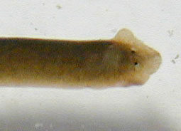planaria03.jpg